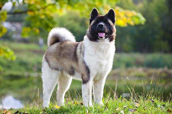 Placeholder image: an Akita dog standing on grass beside a pond